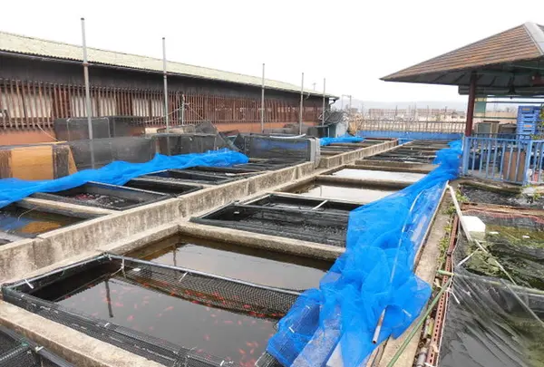 有限会社 やまと錦魚園の写真・動画_image_190221