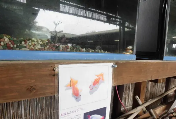 有限会社 やまと錦魚園の写真・動画_image_190223