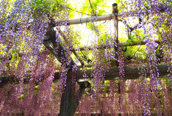 亀戸天神社の写真・動画_image_190267