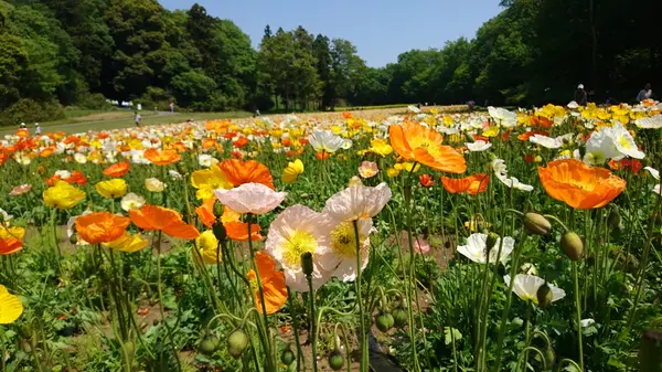国営武蔵丘陵森林公園の写真・動画_image_190312