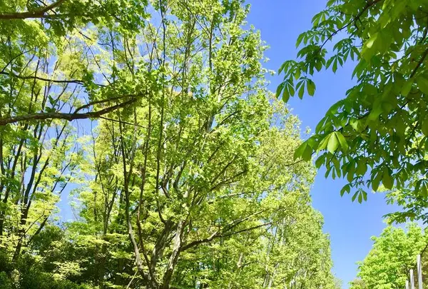 光が丘公園の写真・動画_image_190371
