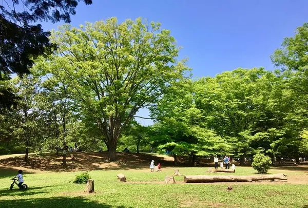光が丘公園の写真・動画_image_190372