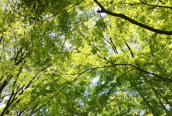 光が丘公園の写真・動画_image_190373