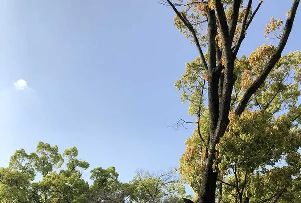 ザビエル公園の写真・動画_image_190392