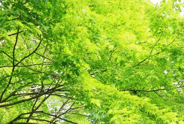 今熊野観音寺の写真・動画_image_190493