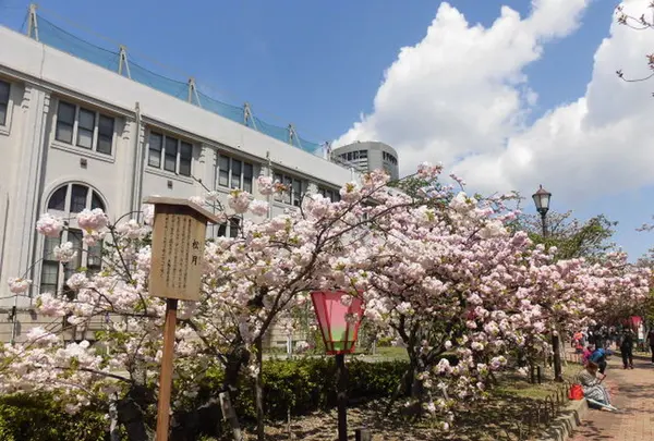 造幣局 桜の通り抜けの写真・動画_image_190952