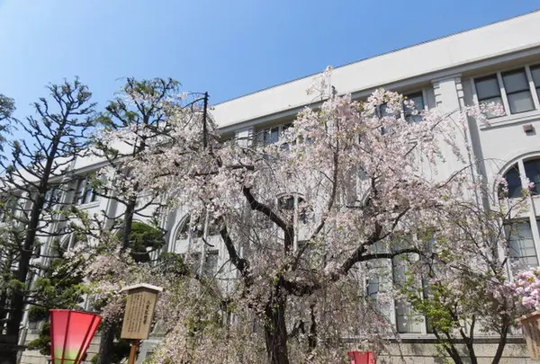 造幣局 桜の通り抜けの写真・動画_image_190953