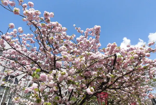 造幣局 桜の通り抜けの写真・動画_image_190954