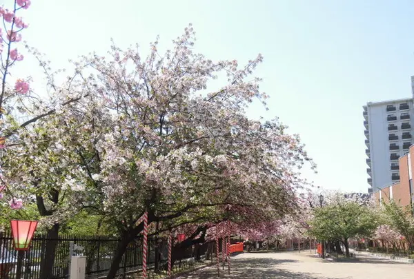 造幣局 桜の通り抜けの写真・動画_image_190955