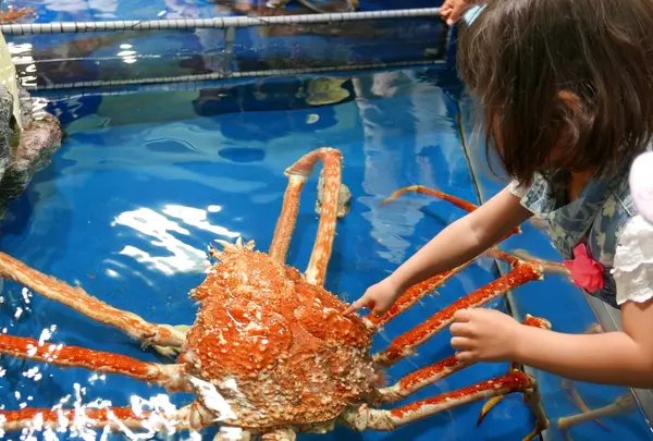 竹島水族館の写真・動画_image_191188