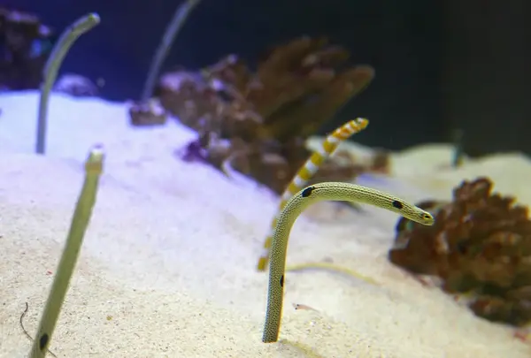 竹島水族館の写真・動画_image_191196
