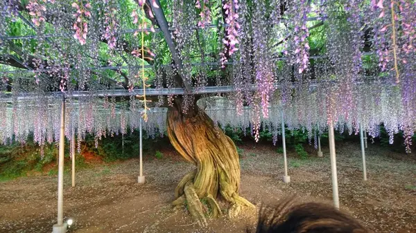 あしかがフラワーパークの写真・動画_image_191386