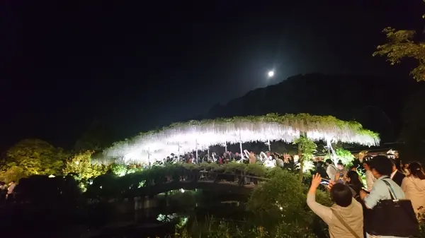 あしかがフラワーパークの写真・動画_image_191394