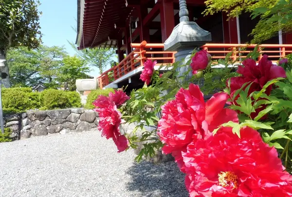 櫟野寺（いちいの観音様）の写真・動画_image_191490