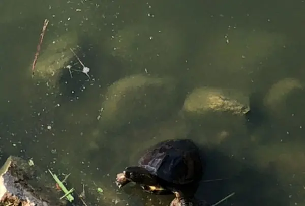 萩城の写真・動画_image_191518