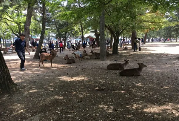 奈良公園の写真・動画_image_191548