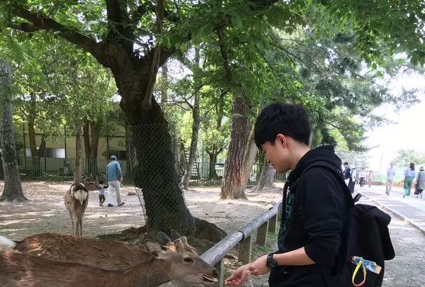 奈良公園の写真・動画_image_191549