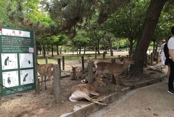 奈良公園の写真・動画_image_191550
