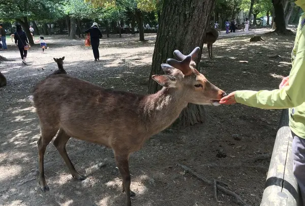 奈良公園の写真・動画_image_191551