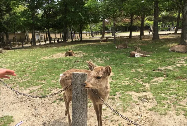 奈良公園の写真・動画_image_191552
