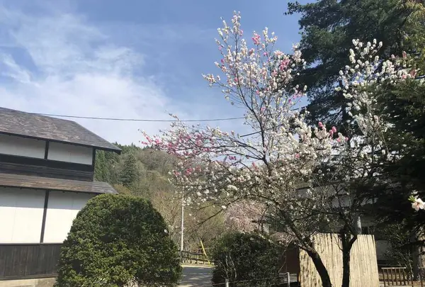 角館のシダレザクラの写真・動画_image_191777