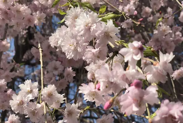 角館のシダレザクラの写真・動画_image_191779