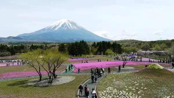 富士芝桜まつりの写真・動画_image_191982