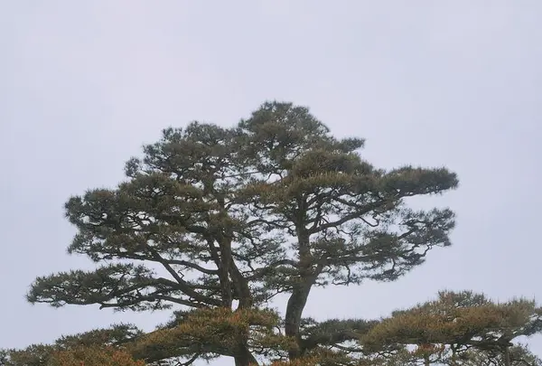 兼六園の写真・動画_image_192266