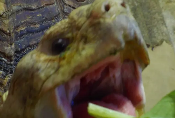 越前松島水族館の写真・動画_image_19227