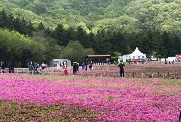 富士芝桜まつりの写真・動画_image_192342