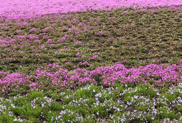 富士芝桜まつりの写真・動画_image_192343