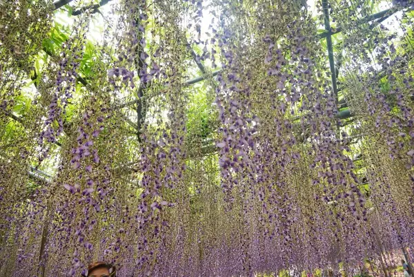 あしかがフラワーパークの写真・動画_image_192373