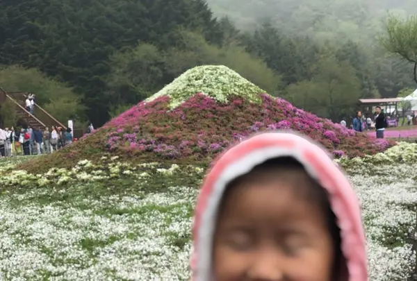 富士芝桜まつりの写真・動画_image_192396