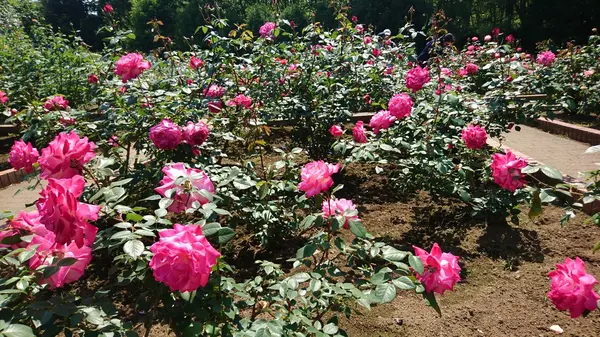 智光山公園の写真・動画_image_192839