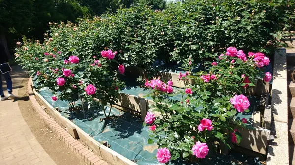 智光山公園の写真・動画_image_192844