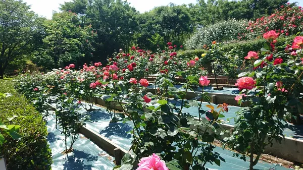 智光山公園の写真・動画_image_192848