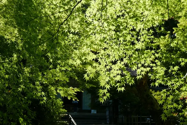 聖宝寺の写真・動画_image_193041