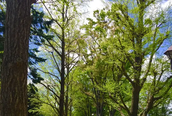 城北中央公園の写真・動画_image_193078