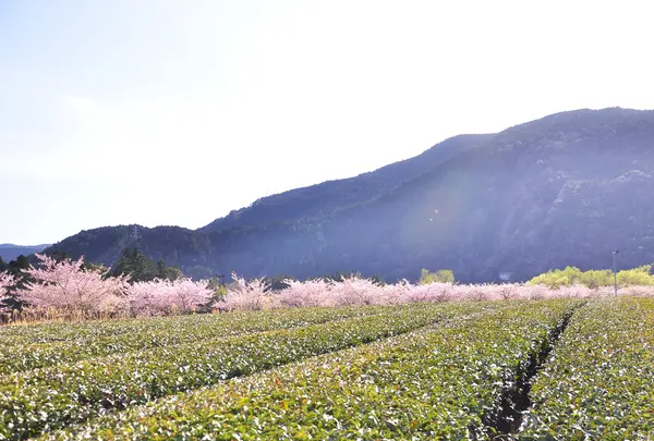 元藤川の写真・動画_image_193436