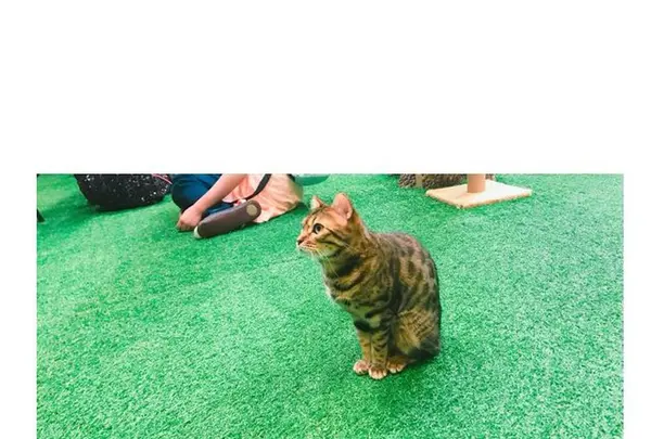 嵐山フクロウとヒョウ猫の森の写真・動画_image_193493