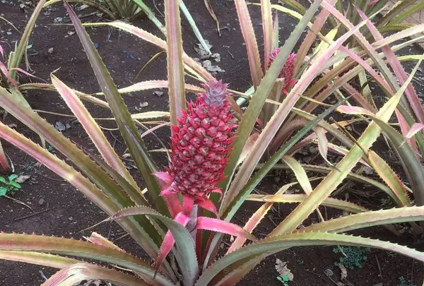 Dole Plantationの写真・動画_image_193591