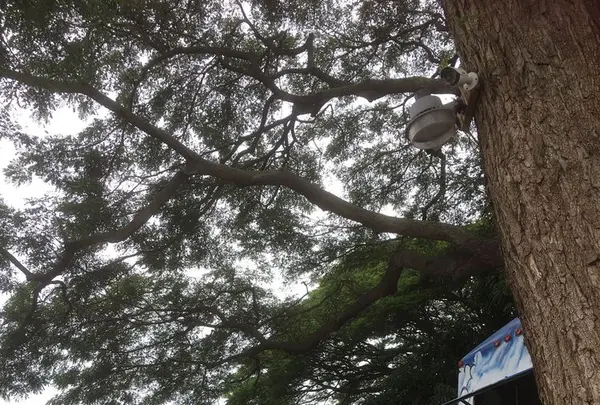 Big Wave Shrimpの写真・動画_image_193599