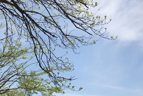 川苔山の写真・動画_image_193694