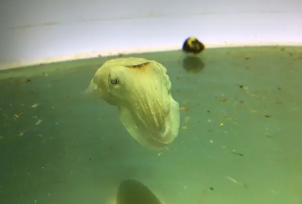 鳥羽水族館の写真・動画_image_193858