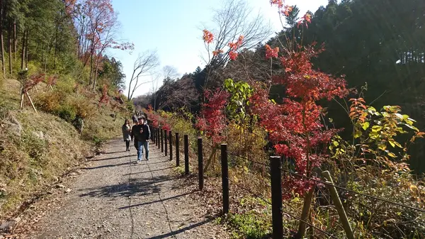 嵐山渓谷の写真・動画_image_194268