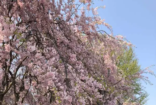 北上市立公園展勝地の写真・動画_image_194274