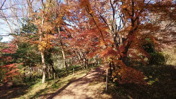 嵐山渓谷の写真・動画_image_194275