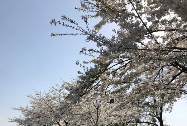 小岩井農場の写真・動画_image_194329