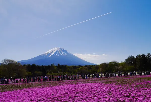 富士芝桜まつり事務局の写真・動画_image_194433