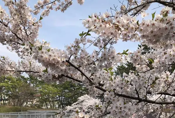 函館公園の写真・動画_image_194543